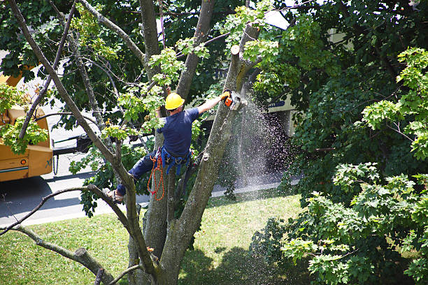 Tree and Shrub Care in Pontotoc, MS